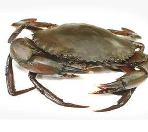CRAB